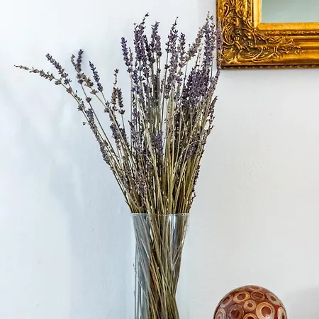 Drosia 아파트 스코펠로스 타운